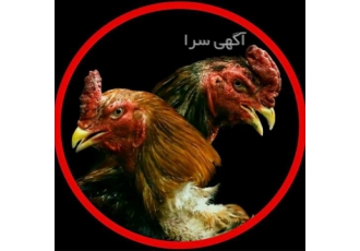 تخم نطفه دار لاری اصیل