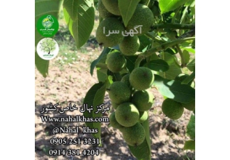 فروش نهال گردو نهال گردو قیمت نهال گردو در مشهد فروش نهال گردو نهال