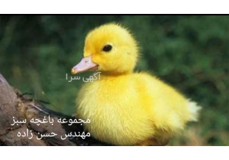 جوجه اردک پکنی در جلین جوجه اردک اردک پکنی اردک مجموعه باغچه سبز