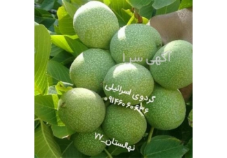 قیمت نهال گردو فرنور ، فروش نهال گردو اسرائیلی