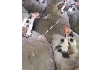 فروش جوجه و تخم نطفه دار کبک انتخابی هوشمندانه برای تغذیه سالم در خرم آباد