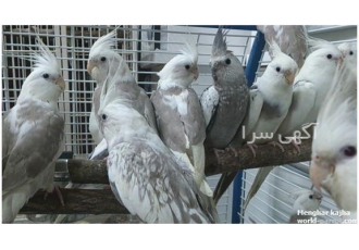 تخم نطفه دار عروس هلندی نژاد وایت فیس در ایلام با سلام خدمت عزیزان تخم