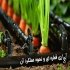 تجهیزات آبیاری اجرای آبیاری قطره ای هوشمند در نوشهر تجهیزات آبیاری
