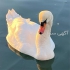 فروش ویژه تخم نطفه‌دار و جوجه اردک به همراه ضمانت‌نامه کتبی در عجبشیر