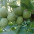 قیمت نهال گردو فرنور فروش نهال گردو اسرائیلی در میاندوآب قیمت نهال