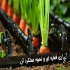 آبیاری قطره ای هوشمند و مه پاش صنعتی در نوشهر با اجرای آبیاری قطره ای