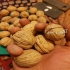 نهال گردو فرنور فرانسوی با قیمتی مناسب در کرج نهال گردو فرنور فرانسوی