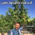 نهال گردو خوشه ای فروش انواع نهال گردو در کرج نهال گردو خوشه ای فروش
