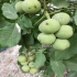 تولید و فروش نهال گردو خوشه ای در شیراز تولید و فروش نهال گردو خوشه ای