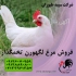 قیمت مرغ تخم گذار صنعتی اصولی و پرورشی طیور در تهران قیمت مرغ تخم