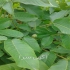 فروش نهال گردو اسرائیلی خوشه ای در ساری گردو خوشه ای اسراییلی 40 سال
