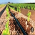 آبیاری قطره ای آبیاری فضای سبز در آمل آبیاری قطره ای در آمل آبیاری