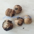 فروش نهال گردو اسراییلی پاکوتاه خوشه ای پیوندی در ساری فروش نهال گردو