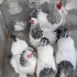 فروش تخم نطفه دار طیور زینتی و گوشتی در ندوشن تخم نطفه دار انواع طیور