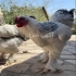 فروش تخم برهما بوف غول در فیروزکوه برهما یکی از بهترین و زیباترین نژاد