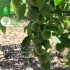قیمت نهال گردو فرنور نهال گردو فرنور فرانسوی در کرج قیمت نهال گردو