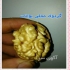 نهال گردو پوست کاغذی در شیراز گردوی بوانات بخاطر چرب بودن مغز آن
