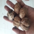 عرضه گردو خوشه ای پایه کوتاه اسرائیلی گلدانی در ساری عرضه گردو خوشه ای