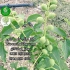 نهال گردو خوشه ای فروش نهال گردو نهال در کرج نهال گردو خوشه ای فروش