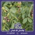 نهال گردو کاسپین در میاندوآب نهال گردو کاسپین از ارقام نهال گردوی تولید