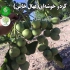 نهال گردو خوشه ای فروش نهال گردو نهال در کرج نهال گردو خوشه ای فروش