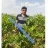 تولید و فروش نهال گردو خوشه ای در شیراز تولید و فروش نهال گردو خوشه ای