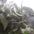 عرضه درخت گردو نژاد اسراییلی خوشه ای پایه کوتاه در ساری نهالستان