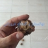 فروش نهال گردو اسراییلی پاکوتاه خوشه ای پیوندی در ساری فروش نهال گردو