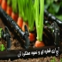 آبیاری هوشمند نصب انواع مه پاش سیستم آبیاری هوشمند در نمک آبرود