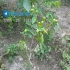 نهال گردو خوشه ای فروش انواع نهال گردو در کرج نهال گردو خوشه ای فروش