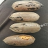 فروش نهال گردو گردو خوشه ای قیمت نهال گردو در میاندوآب فروش نهال
