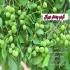 نهال گردو خوشه ای فروش نهال گردو نهال در کرج نهال گردو خوشه ای فروش