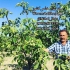 نهال گردو خوشه ای ارقام نهال گردو نهال گردو در ایلام نهال گردو خوشه