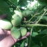 قیمت نهال گردو خوشه ای فروش نهال گردو چندلر در تبریز بهترین قیمت نهال