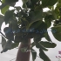 فروش نهال گردو اسراییلی پاکوتاه خوشه ای پیوندی در ساری فروش نهال گردو