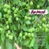 نهال گردو خوشه ای فروش انواع نهال گردو در کرج نهال گردو خوشه ای فروش