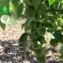 نهال گردو خوشه ای فروش نهال گردو همه نوع نهال در نصرآباد نهال گردو