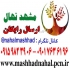 فروش نهال گردو پکان(آمریکایی)گلدانی در مشهد نهال گردو پکان آمریکایی