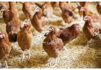 فروش جوجه‌های مرغ گلپایگانی انتخابی مناسب برای پرورش‌دهندگان موفق در نور