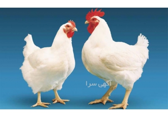 فروش مرغ ال اس ال ۹۰ روزه مرغ تخم گذار در تهران فروش مرغ ال اس ال 90