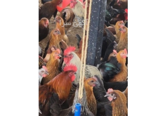 فروش مرغ تخم گذار گلپایگانی و دورگه اصلاح شده محلی