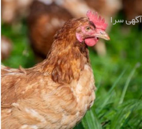آگهی های کشاورزی و دامداری - محمودآباد