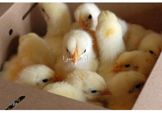فروش جوجه مرغ گوشتی کاپ درجه یک در نور فروش جوجه مرغ گوشتی کاپ یک روزه