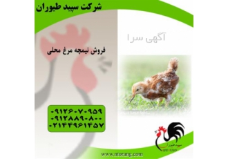قیمت جوجه مرغ ۲ ماهه فروش نیمچه مرغ در تهران قیمت جوجه مرغ 2 ماهه
