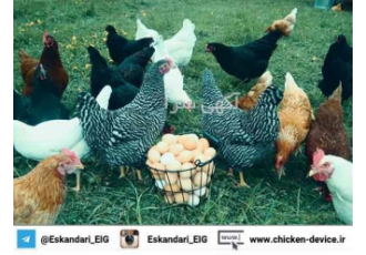 مرغ تخم گذار بومی در ارومیه فروش مرغ تخمگذار بومی با قیمت و کیفیت مناسب