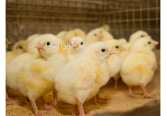 قیمت فروش جوجه یک روزه گوشتی راس ۳۰۸ آرین در نور قیمت فروش جوجه یک روزه