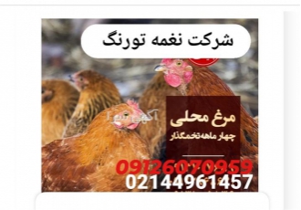 قیمت مرغ ۴ ماهه در تهران قیمت مرغ 4 ماهه قیمت مرغ 4 ماهه با تغذیه مناسب