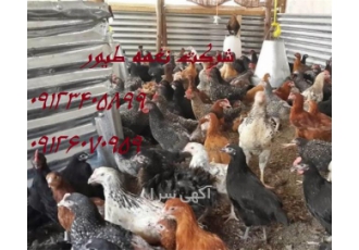 خرید و فروش و قیمت جوجه 4 ماهه بومی - نغمه طیور