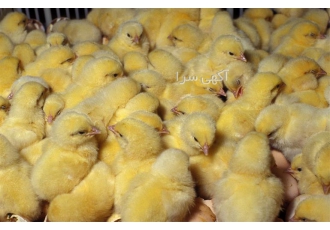جوجه مرغ گوشتی