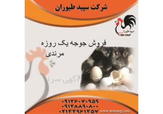 عرضه جوجه مرغ مرندی فروش مرغ و جوجه مرندی در تهران جوجه مرغ مرندی